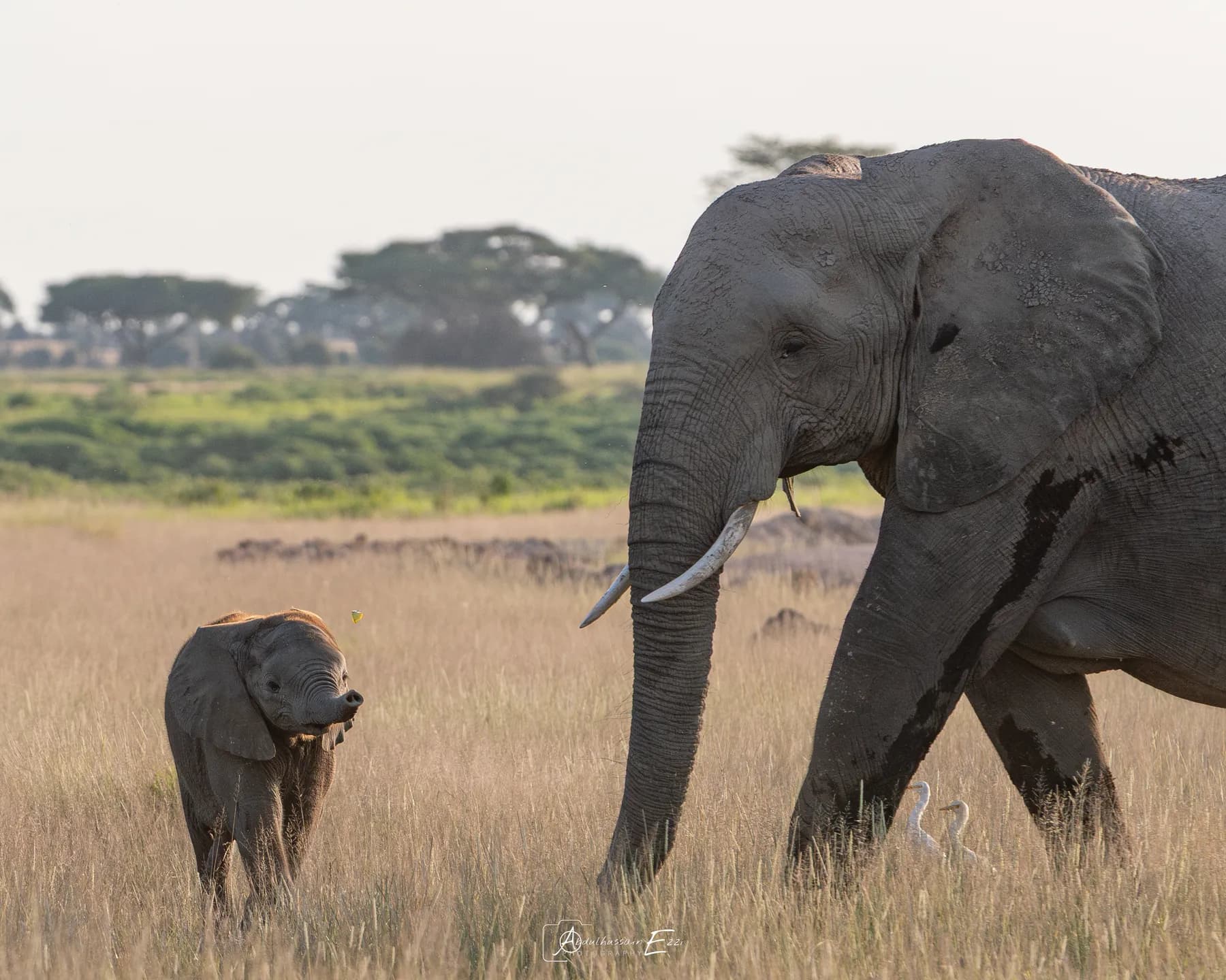 An African elephant and her calf walking across the dry grassland of Amboseli
