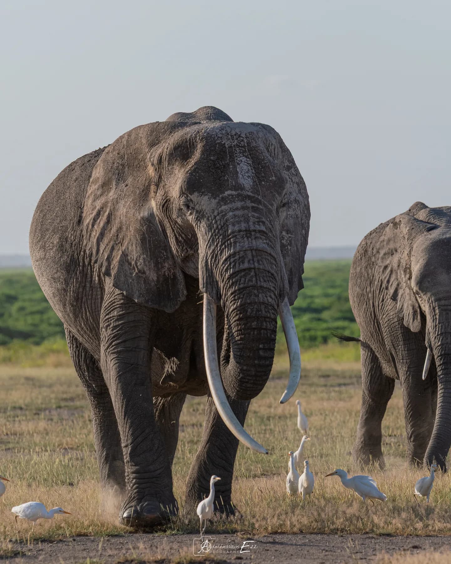 An old elephant with long curved tusks in the green marshes of Amboseli