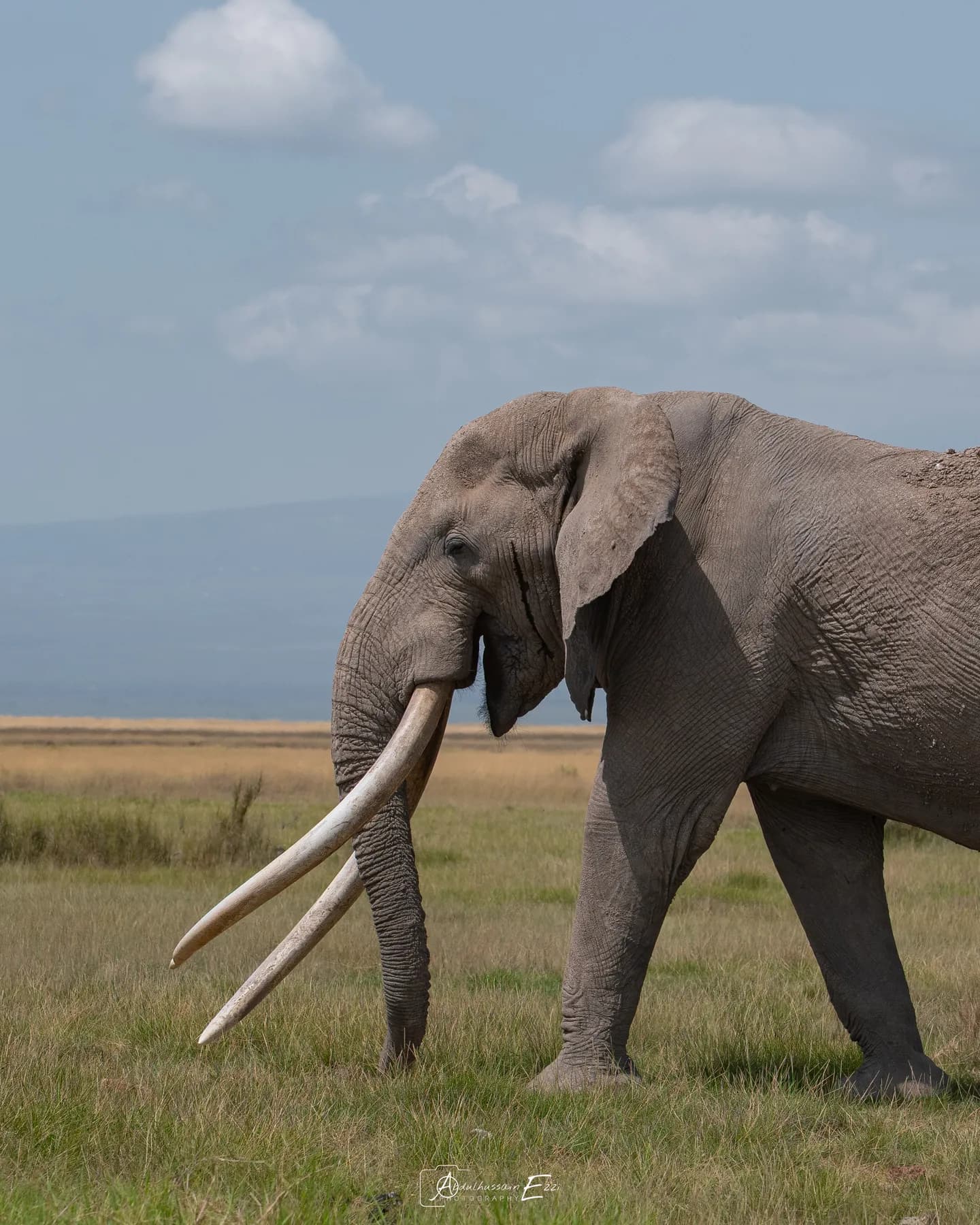 A bull elephant with long ivory tusks standing on the open plains of Amboseli