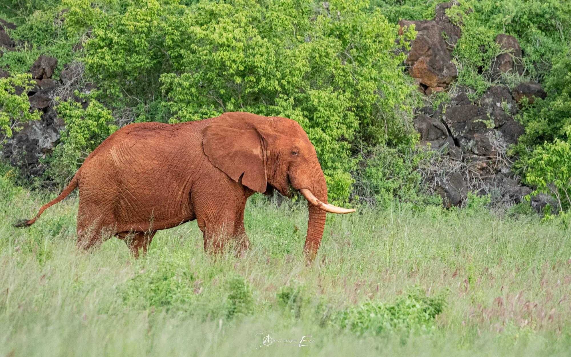 A red-dust elephant with tusks walking through the grasslands of Tsavo