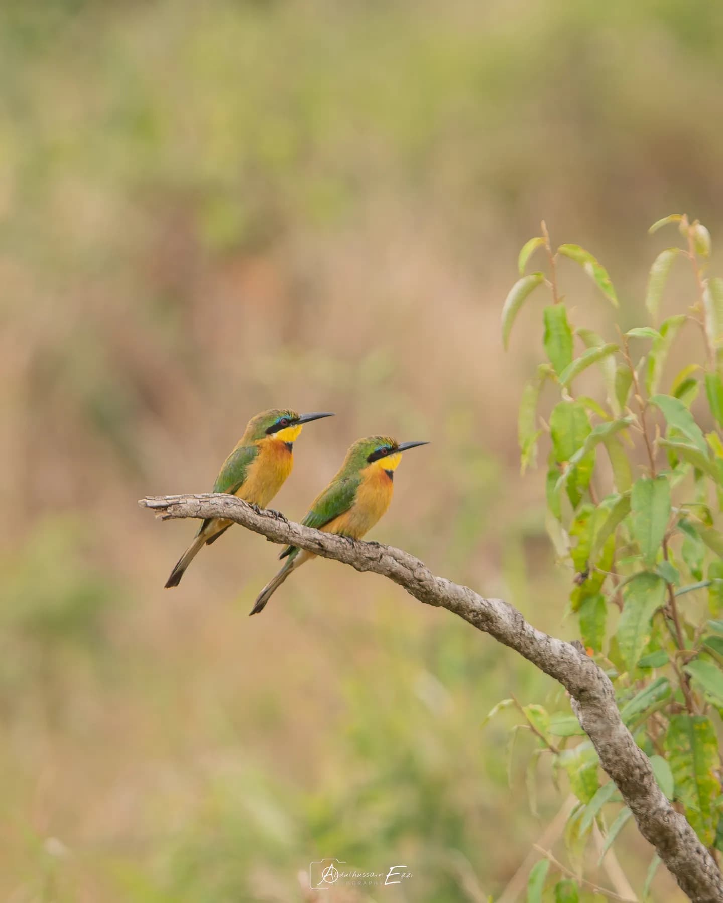 Two little bee-eaters perched on a branch in the Masai Mara
