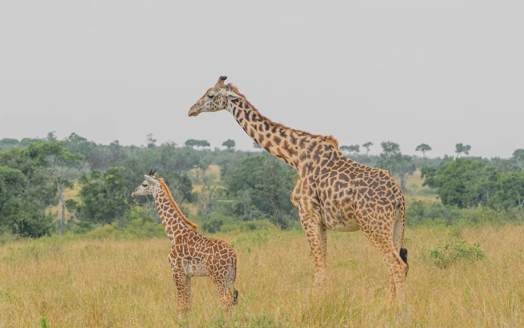 A giraffe and her calf standing on the grassy plains of the Masai Mara