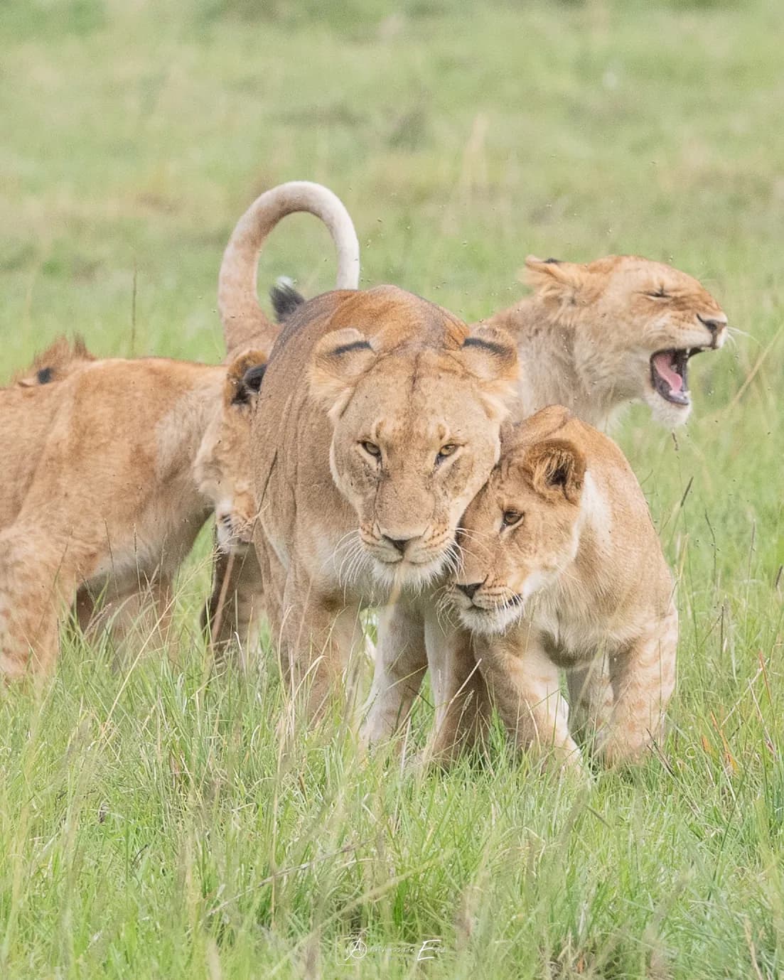 A lioness surrounded by her cubs in the long grass of the Masai Mara