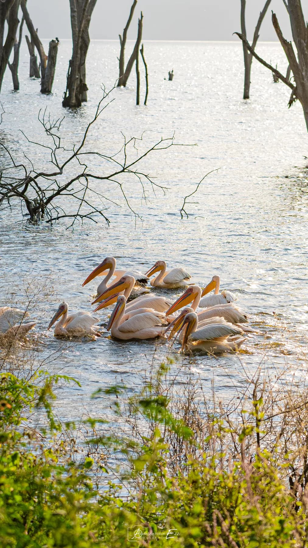 Great white pelicans gathered on the water at Lake Nakuru