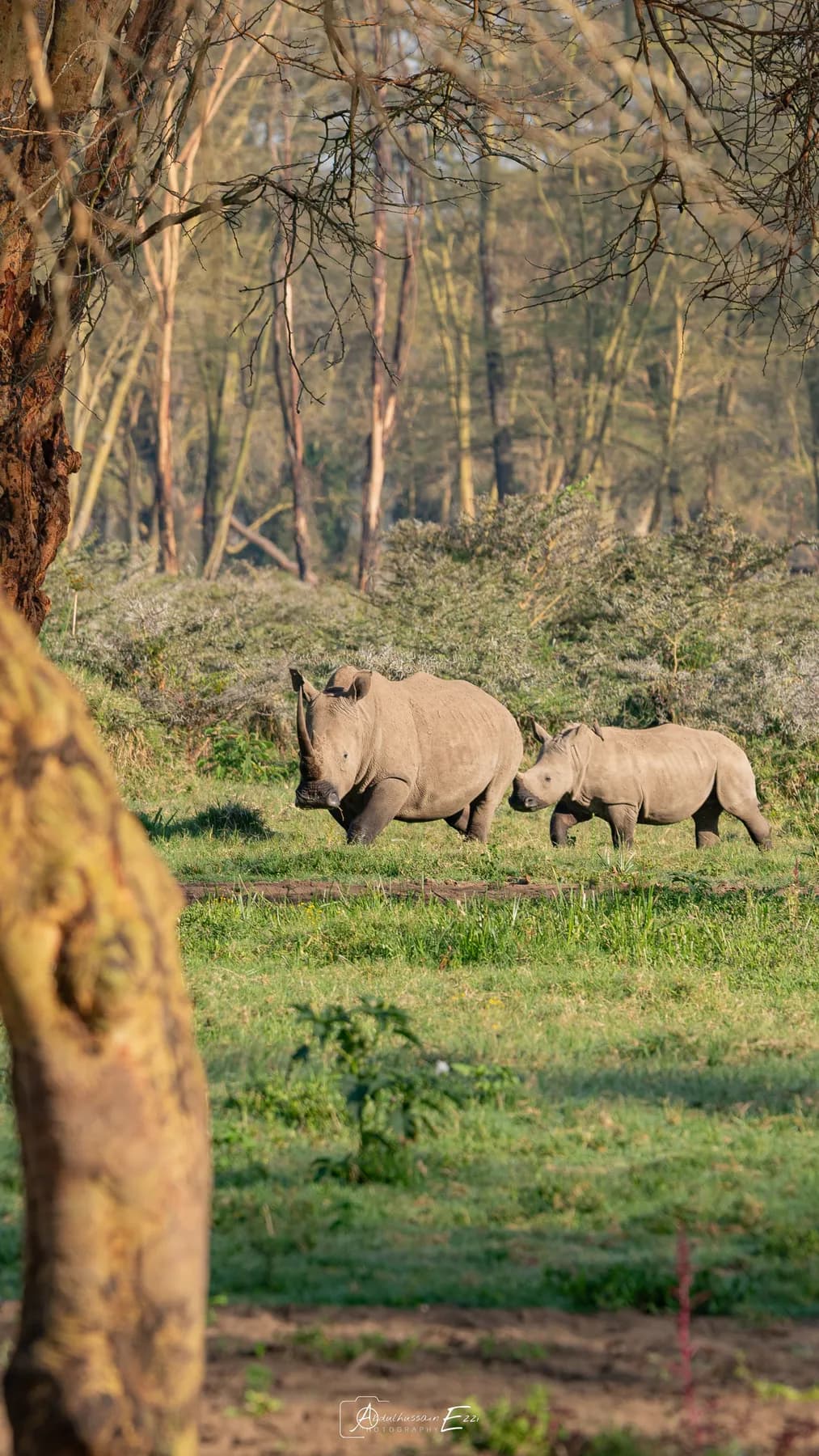 A white rhino and her calf grazing among acacias in Lake Nakuru National Park