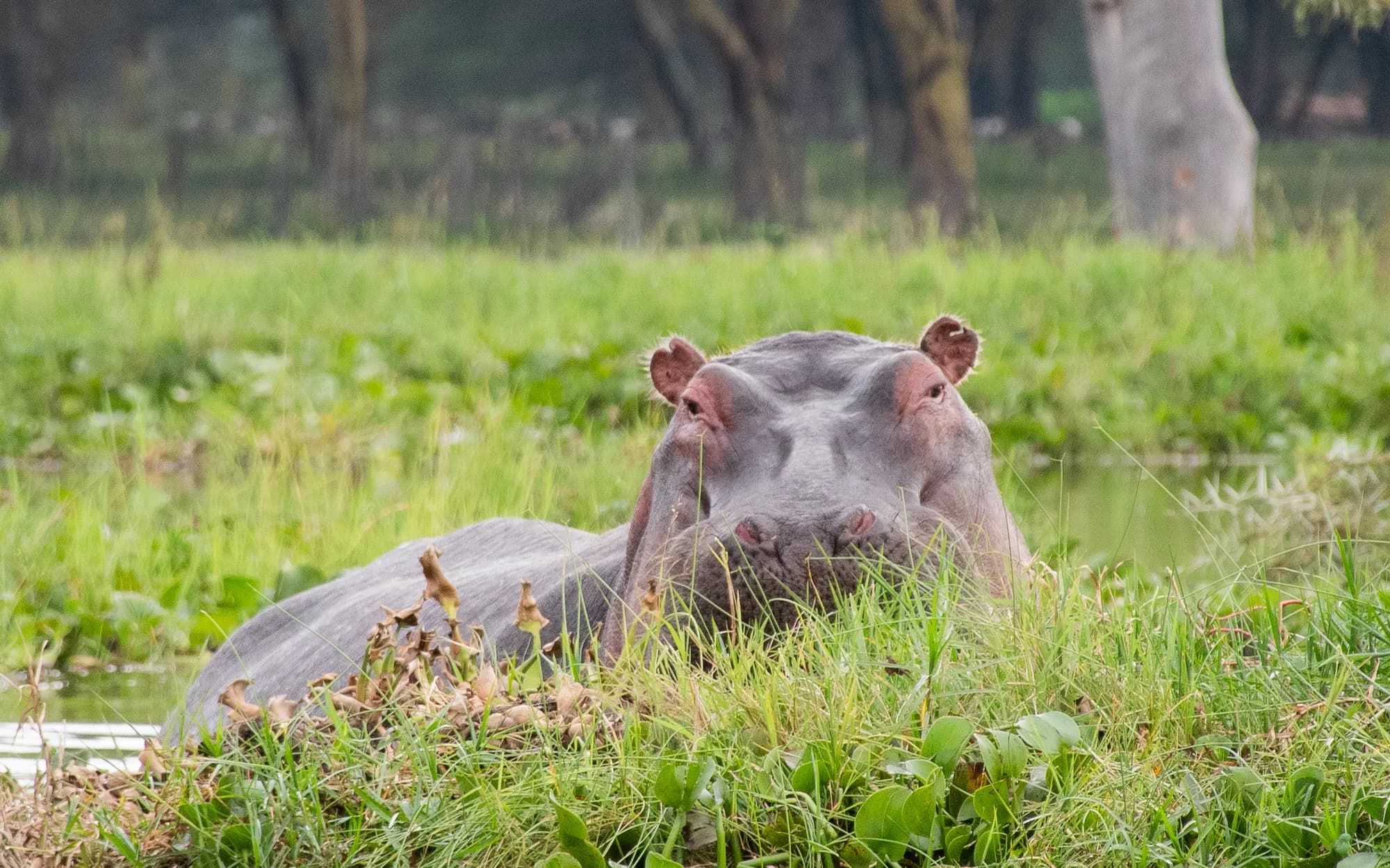 A hippo resting in lush green grass on the shore of Lake Naivasha