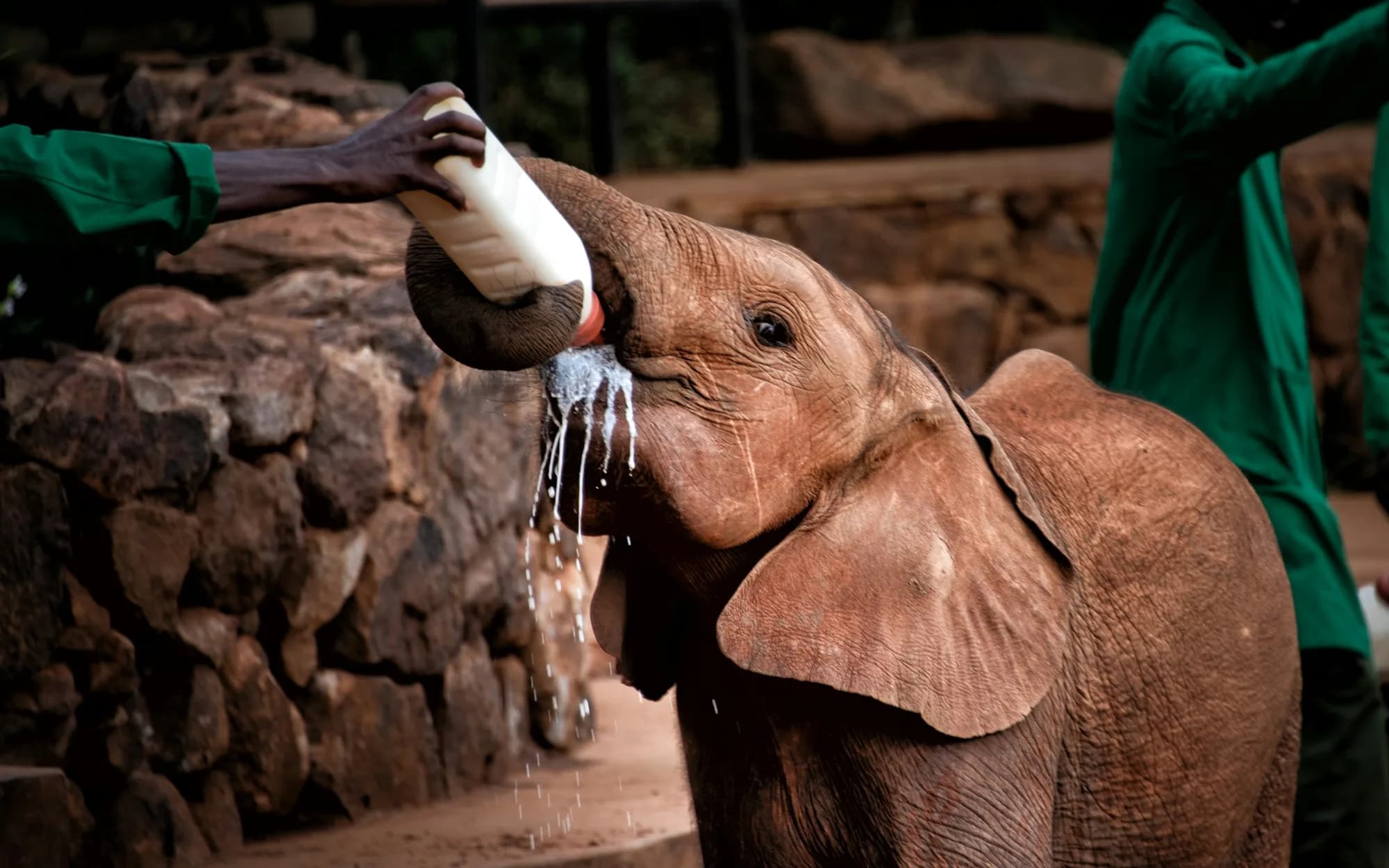 A keeper bottle-feeding a baby elephant at an elephant orphanage in Nairobi
