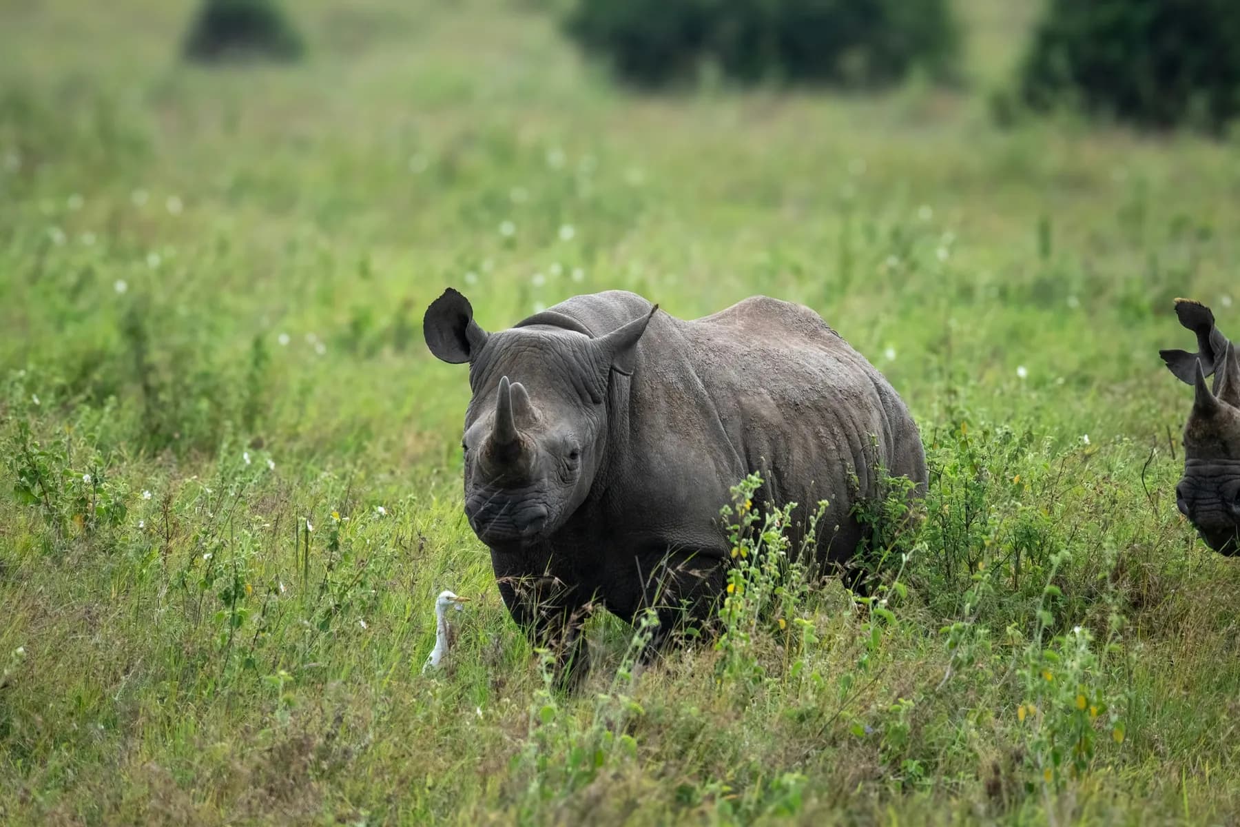 A rhino grazing in the green grass of Nairobi National Park