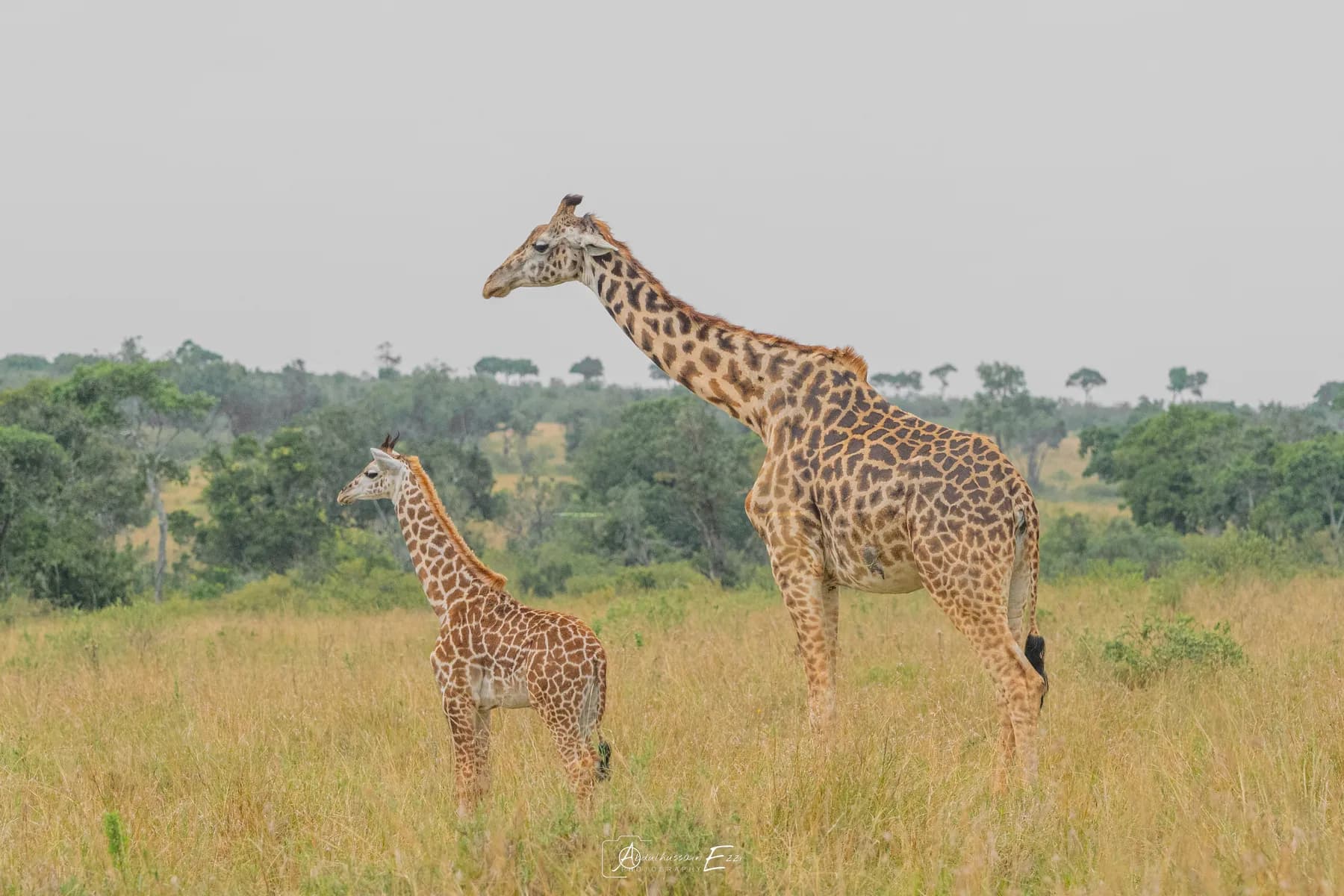 A giraffe and her calf standing on the grassy plains of the Masai Mara