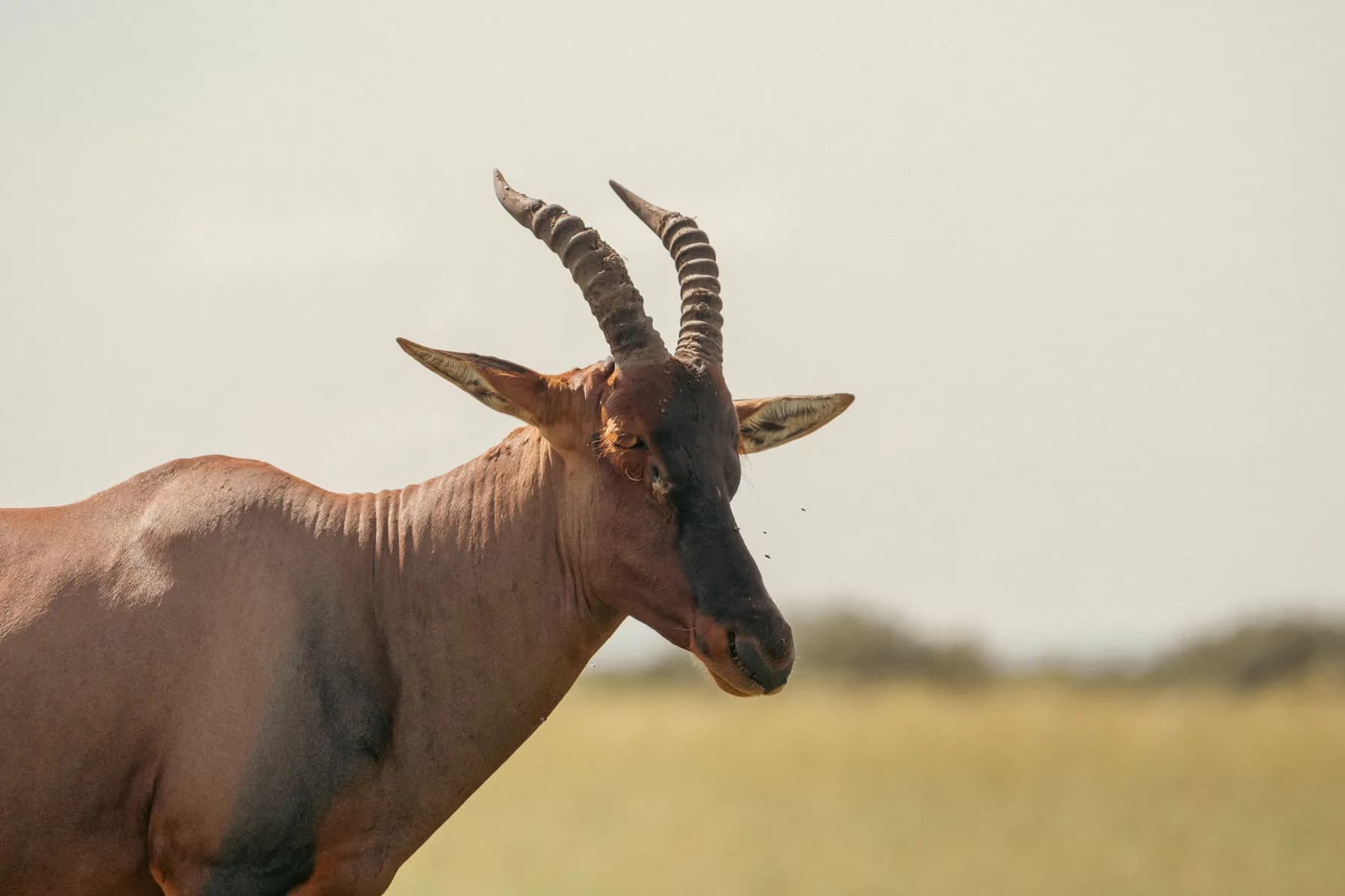 A topi antelope with ridged horns on the Masai Mara plains