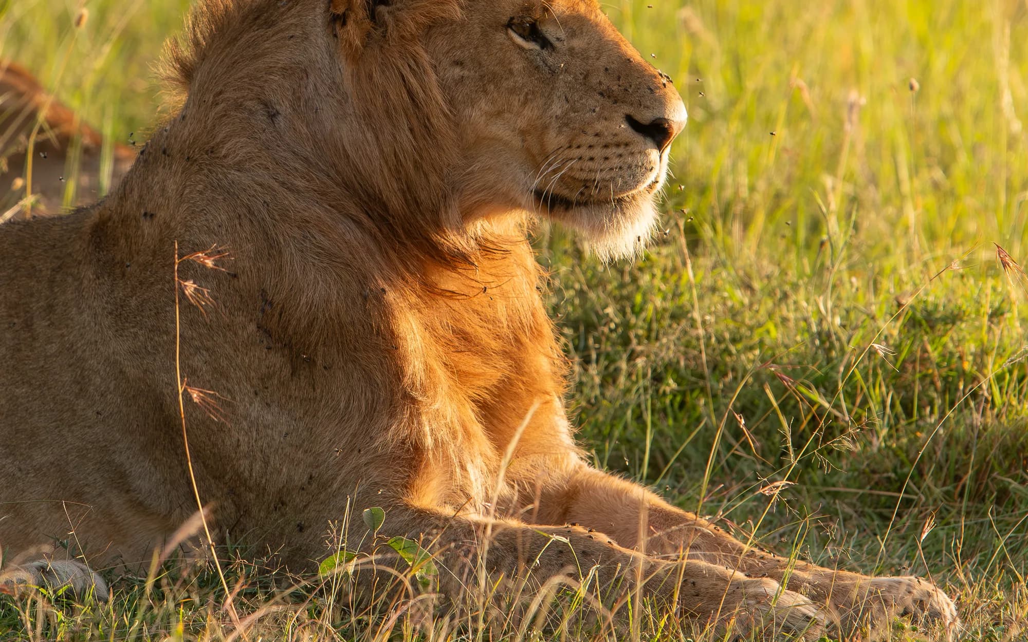 A young male lion with a golden mane resting in the tall grass of the Masai Mara