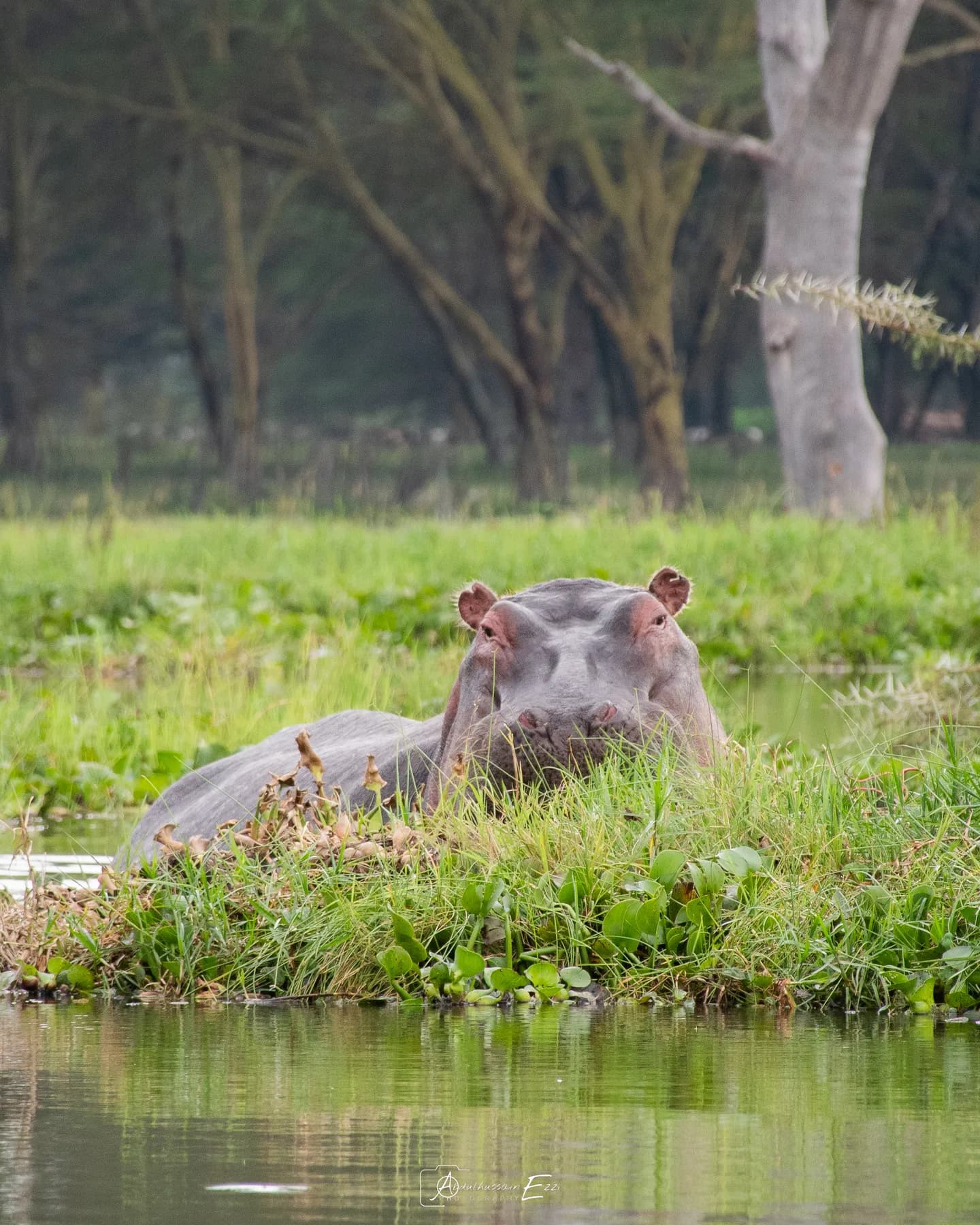 A hippo resting in lush green grass on the shore of Lake Naivasha