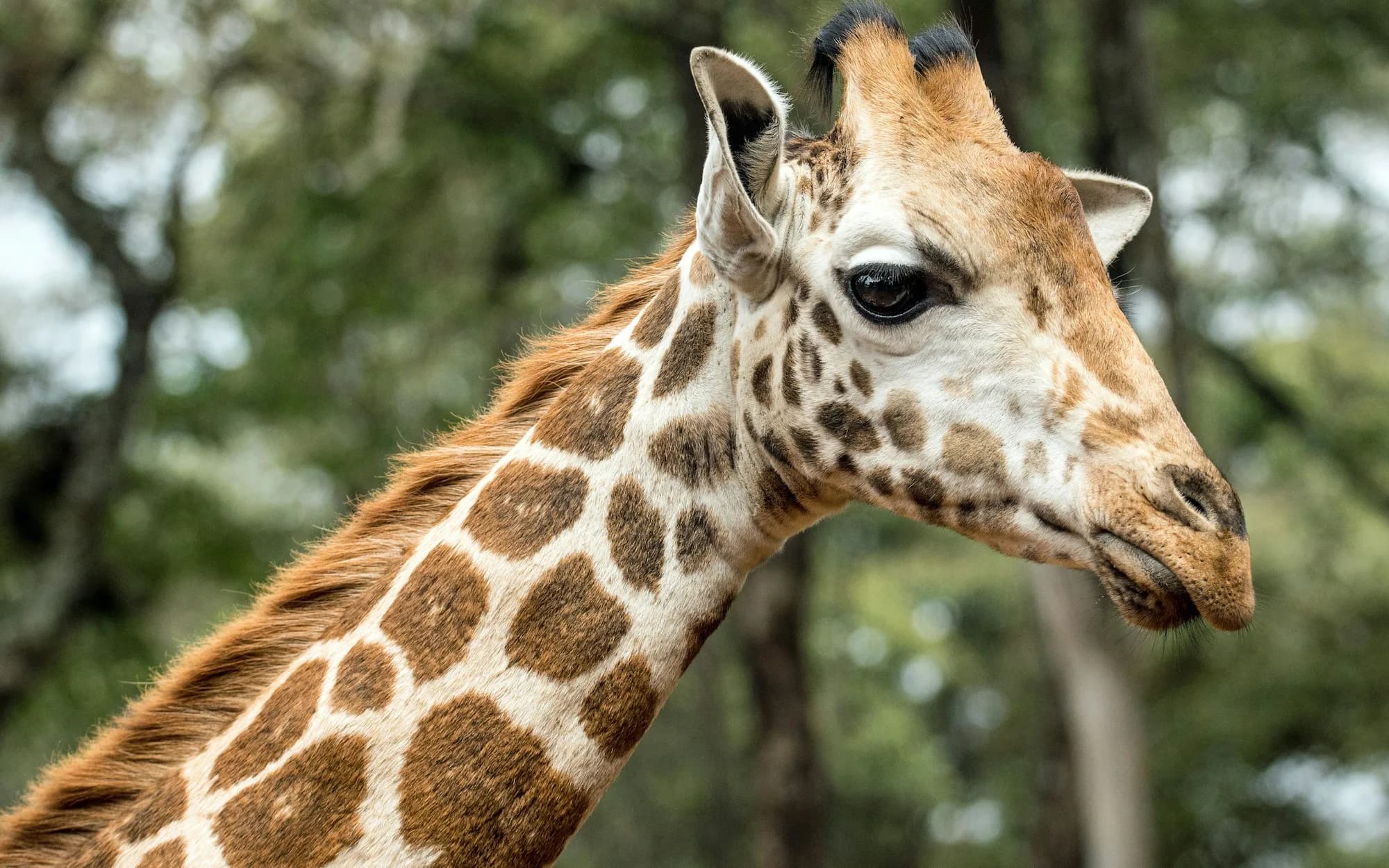 A Rothschild's giraffe at the Giraffe Centre in Nairobi