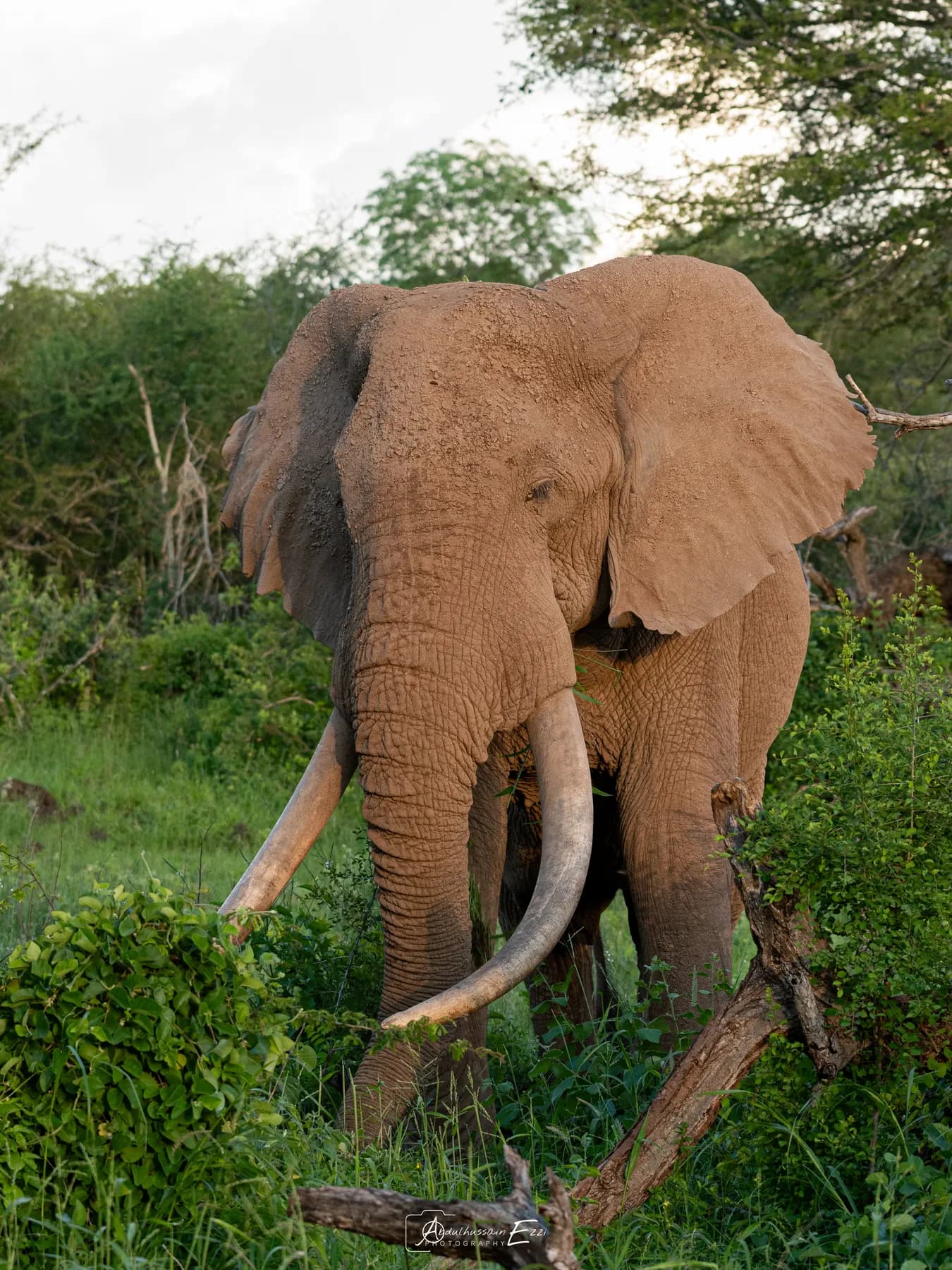 A large elephant with long tusks among green bush in Tsavo