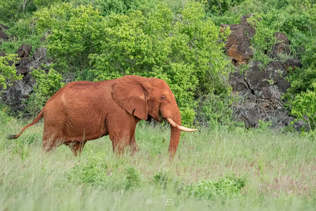A red-dust elephant with tusks walking through the grasslands of Tsavo
