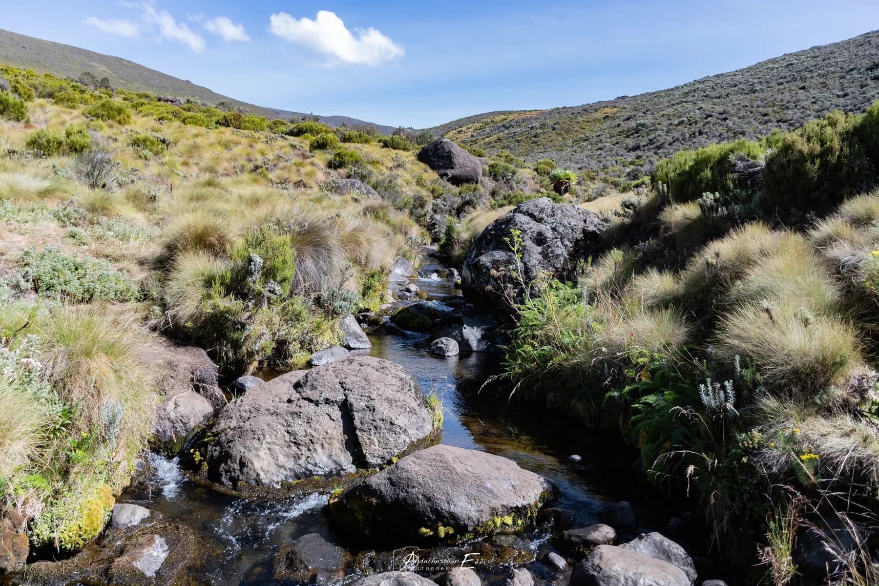 A mountain stream running through the alpine moorland of Mount Kenya