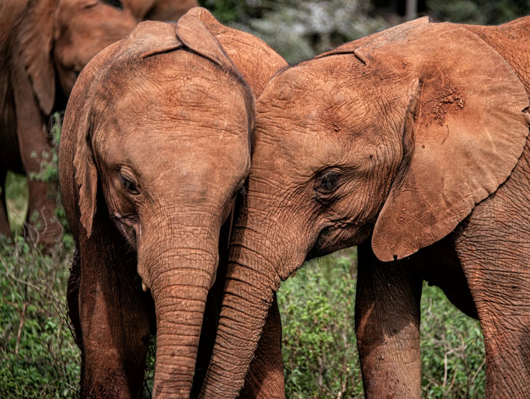 Two young orphaned elephants covered in red earth in Nairobi