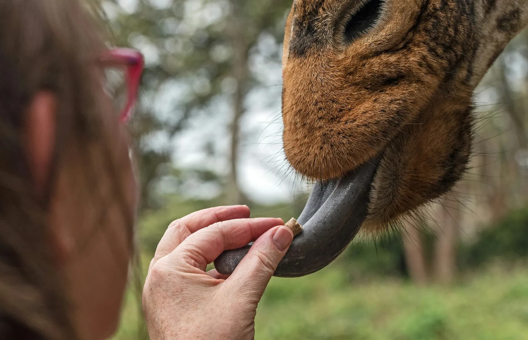 A visitor hand-feeding a pellet to a giraffe at the Giraffe Centre in Nairobi