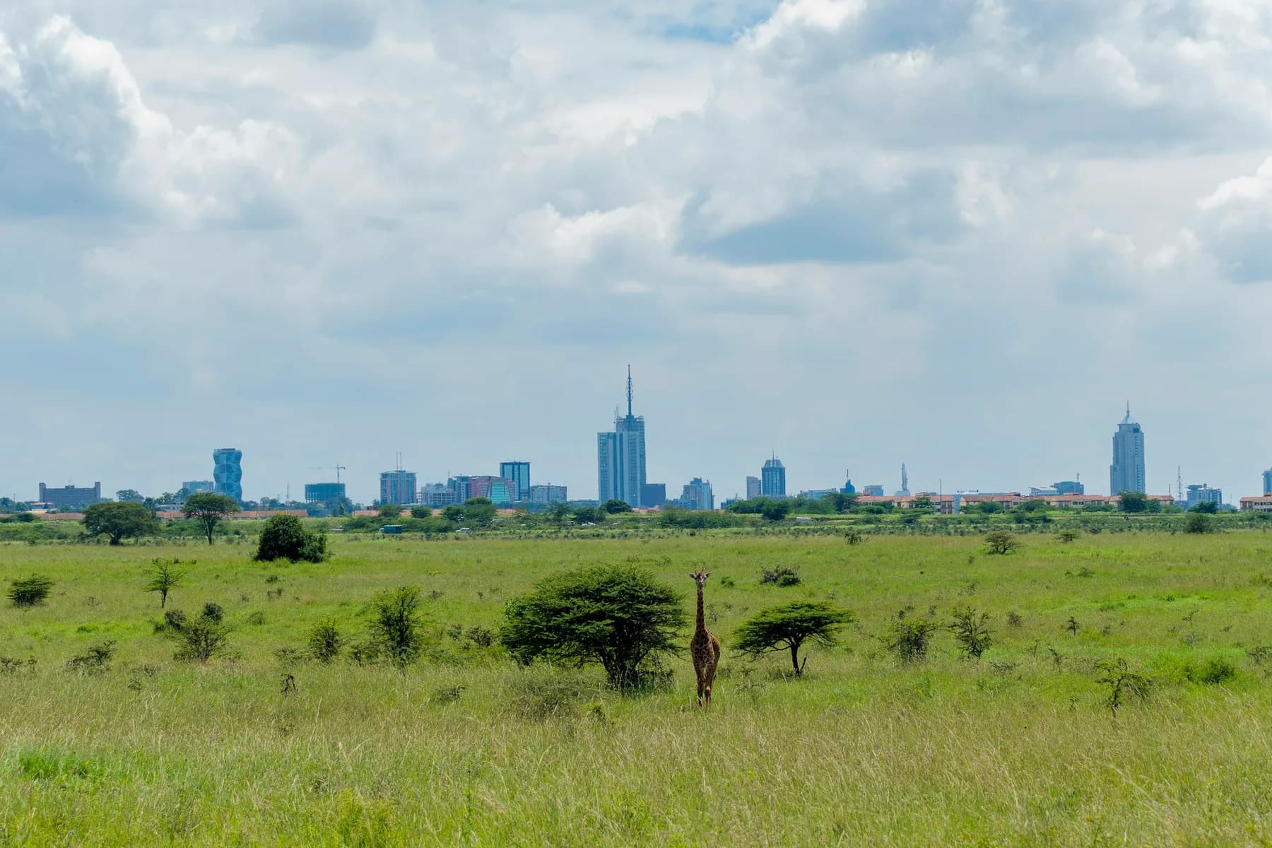 The Nairobi skyline rising beyond the open grassland of Nairobi National Park