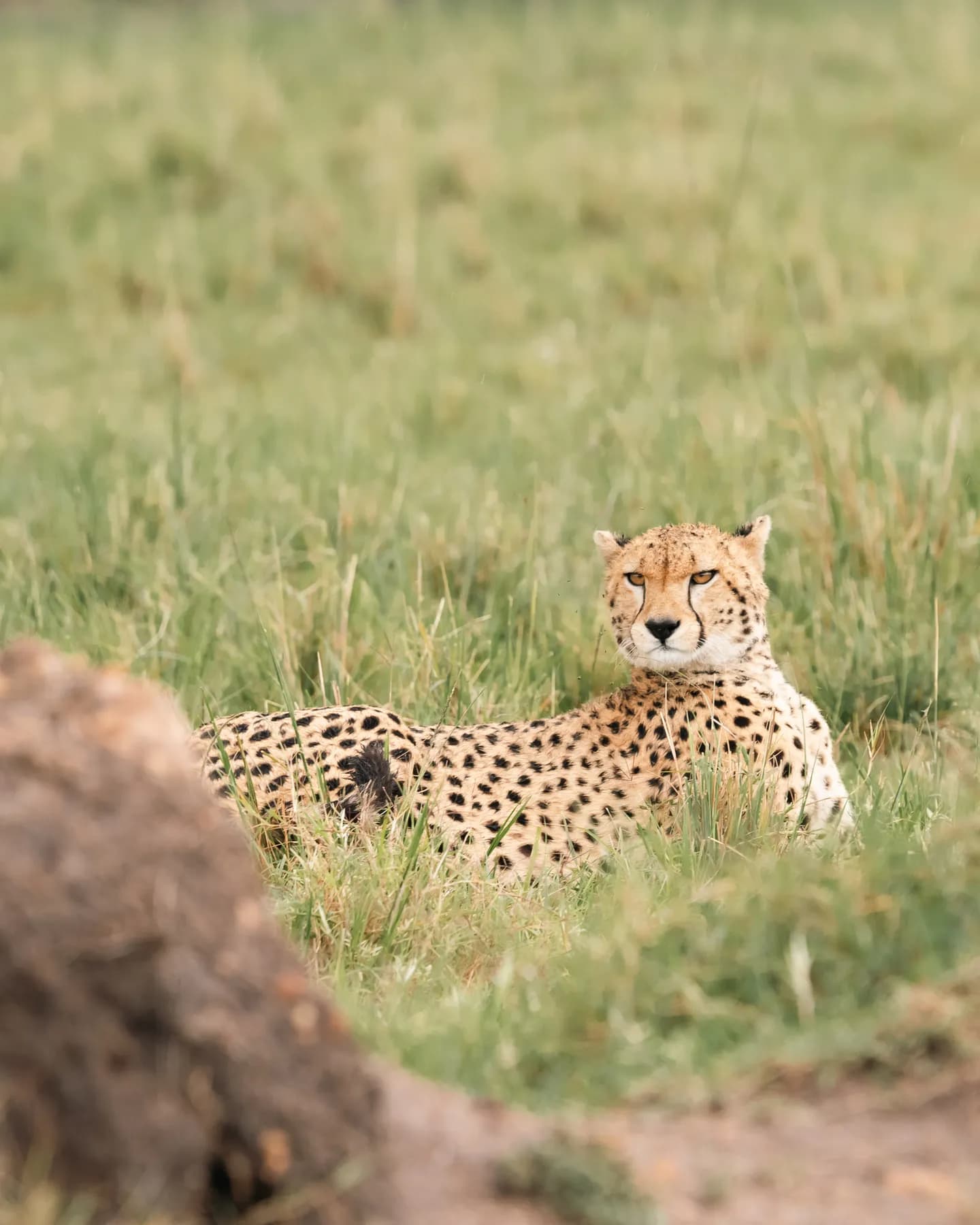 A cheetah lying low in the grass of the Masai Mara