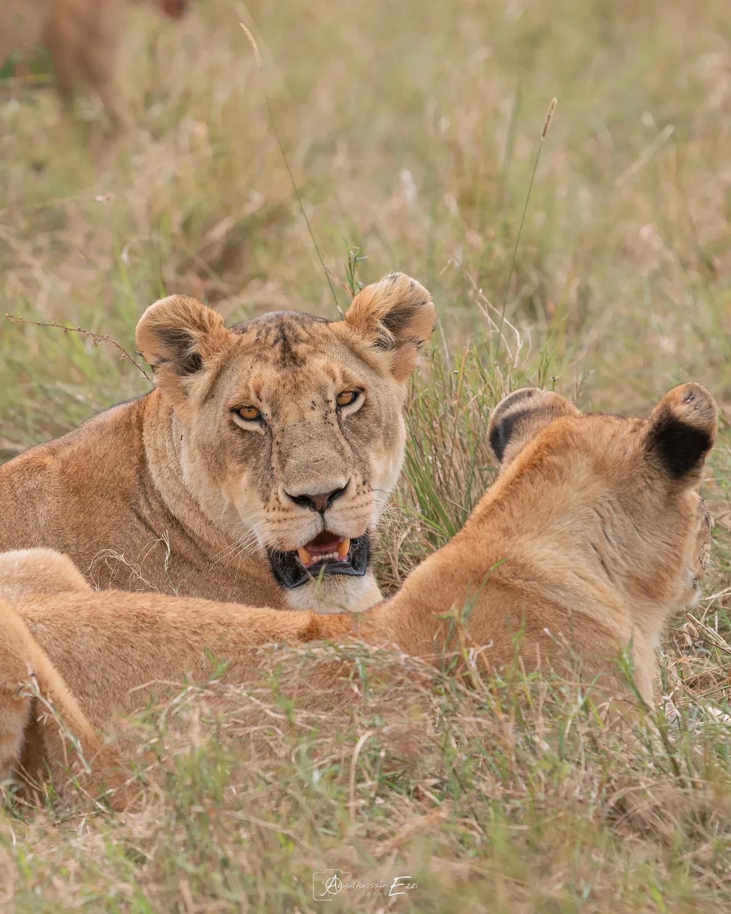 Two lionesses resting together in the Masai Mara